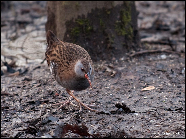 Water Rail